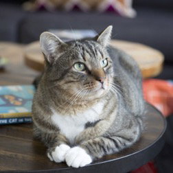 Denali, Adult Domestic Short Hair / Mixed (short coat), cat for adoption in Brentwood, California