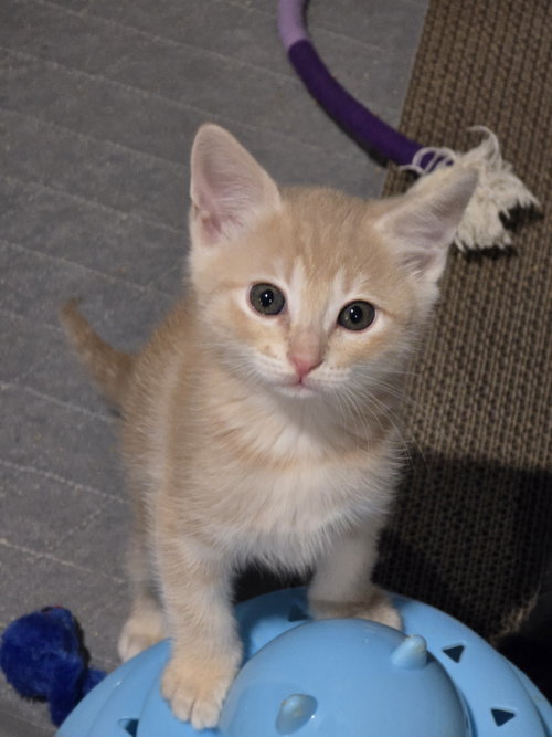 Luiza, an adoptable Domestic Medium Hair in San Jose, CA