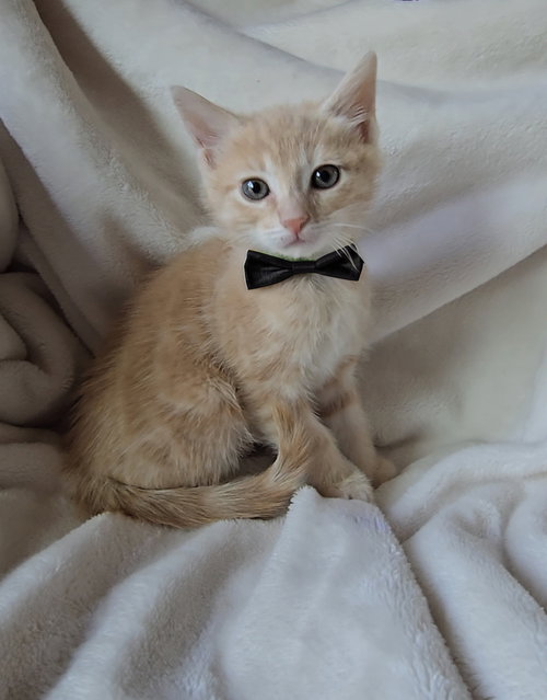 Lucas bonded w/Vini, an adoptable Domestic Medium Hair in San Jose, CA