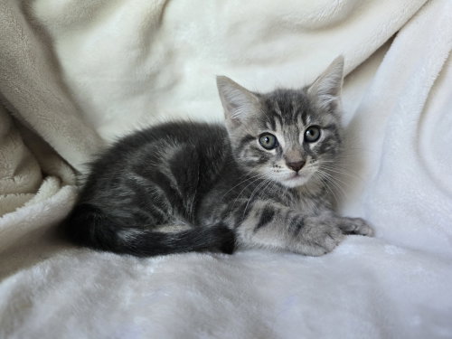 Vini bonded w/Lucas, an adoptable Domestic Medium Hair in San Jose, CA