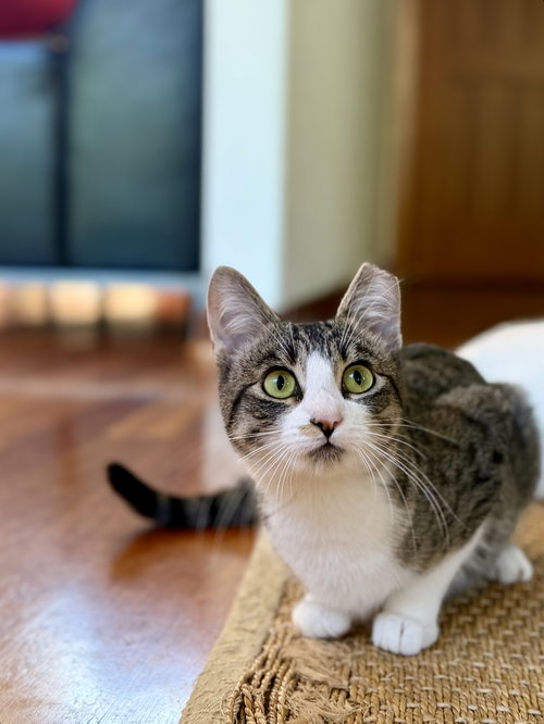 Daria, Adult Domestic Short Hair / Tabby / Mixed (short coat), cat for adoption in Brentwood, California