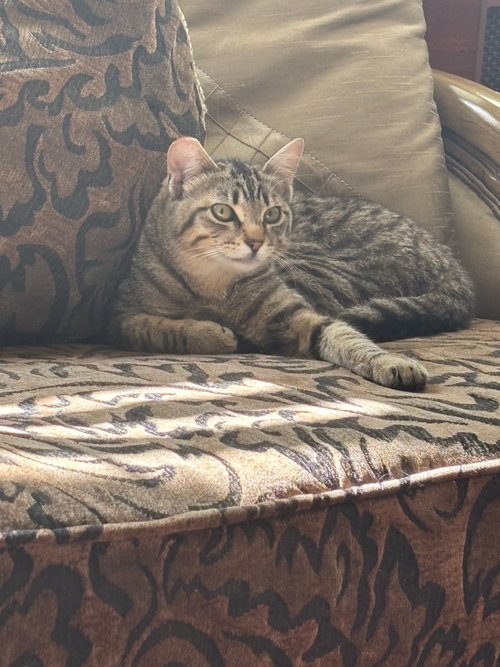 Pillow (Courtesy Post), Adult Domestic Short Hair / Mixed (short coat), cat for adoption in Brentwood, California