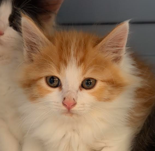 Carrot Cake, an adoptable Domestic Medium Hair in San Jose, CA