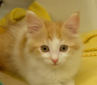Leopold Butterscotch, Baby Domestic Medium Hair / Mixed (short coat), cat for adoption in Brentwood, California
