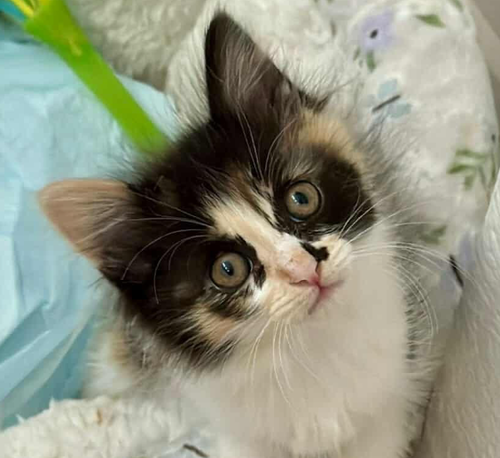Pecan Turtle, Baby Domestic Medium Hair / Mixed (short coat), cat for adoption in Brentwood, California