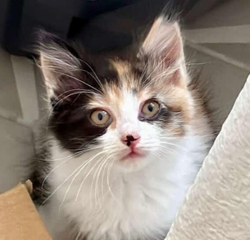 Animal Cracker, Baby Domestic Medium Hair / Mixed (short coat), cat for adoption in Brentwood, California