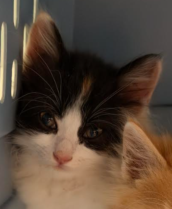 Marble Pie, an adoptable Domestic Medium Hair in San Jose, CA