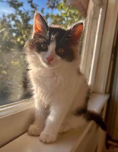 Marble Pie, Baby Domestic Medium Hair / Mixed (short coat), cat for adoption in Brentwood, California