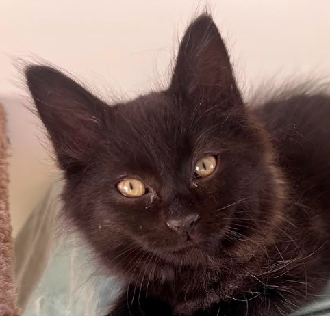 Chocolate Shake, Baby Domestic Medium Hair / Mixed (short coat), cat for adoption in Brentwood, California