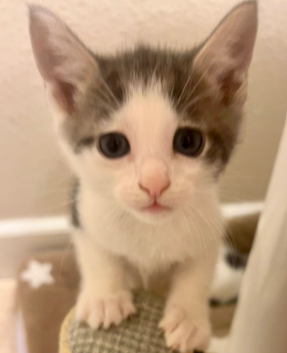 Codi, Baby Domestic Short Hair / Mixed (short coat), cat for adoption in Campbell, California