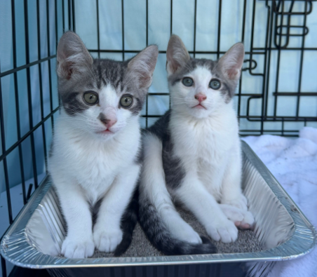 Codi (bonded w/ Denny), photo 11