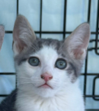 Codi (bonded w/ Denny), photo 9