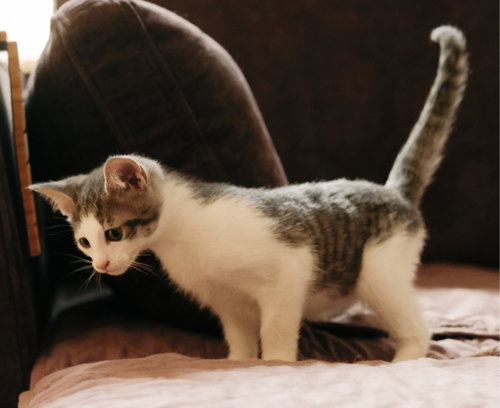 Photo 6 of Codi (bonded w/ Denny)