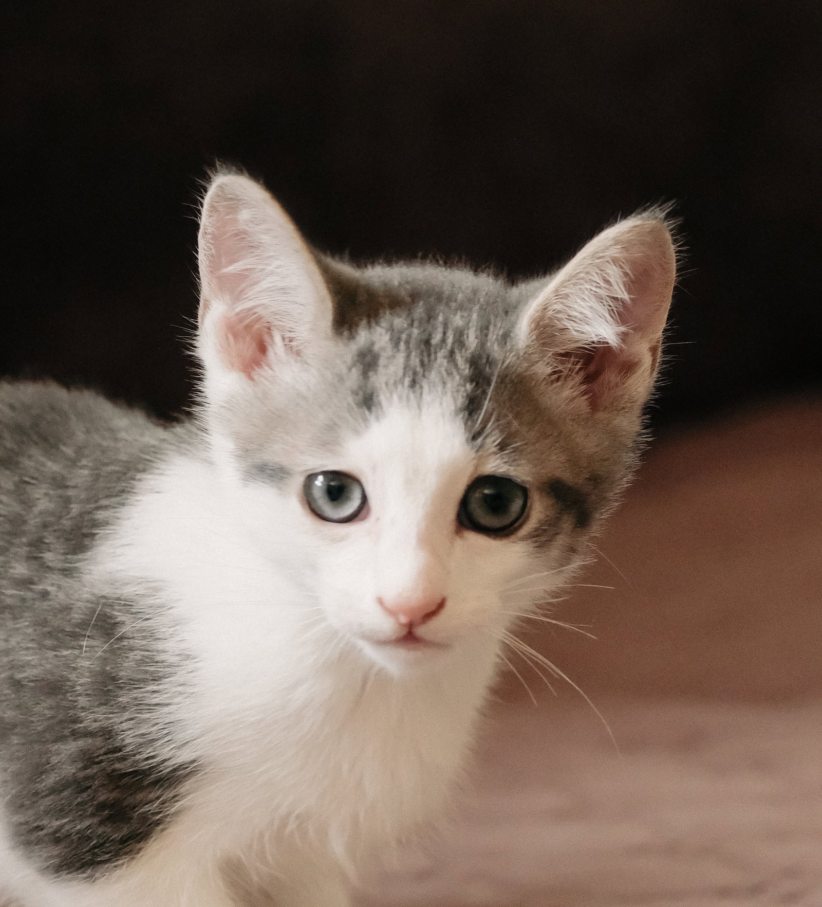 Codi (bonded w/ Denny), photo 5