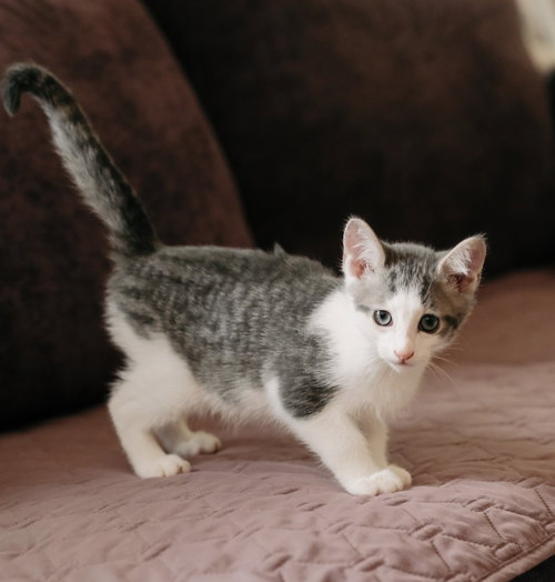 Photo 5 of Codi (bonded w/ Denny)