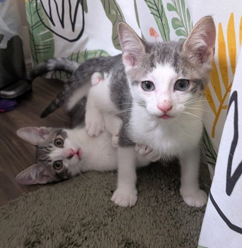 Photo 3 of Codi (bonded w/ Denny)