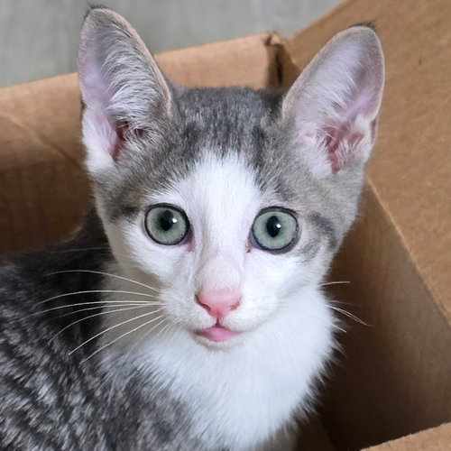 Codi (bonded w/ Denny), a cat for adoption from The Dancing Cat