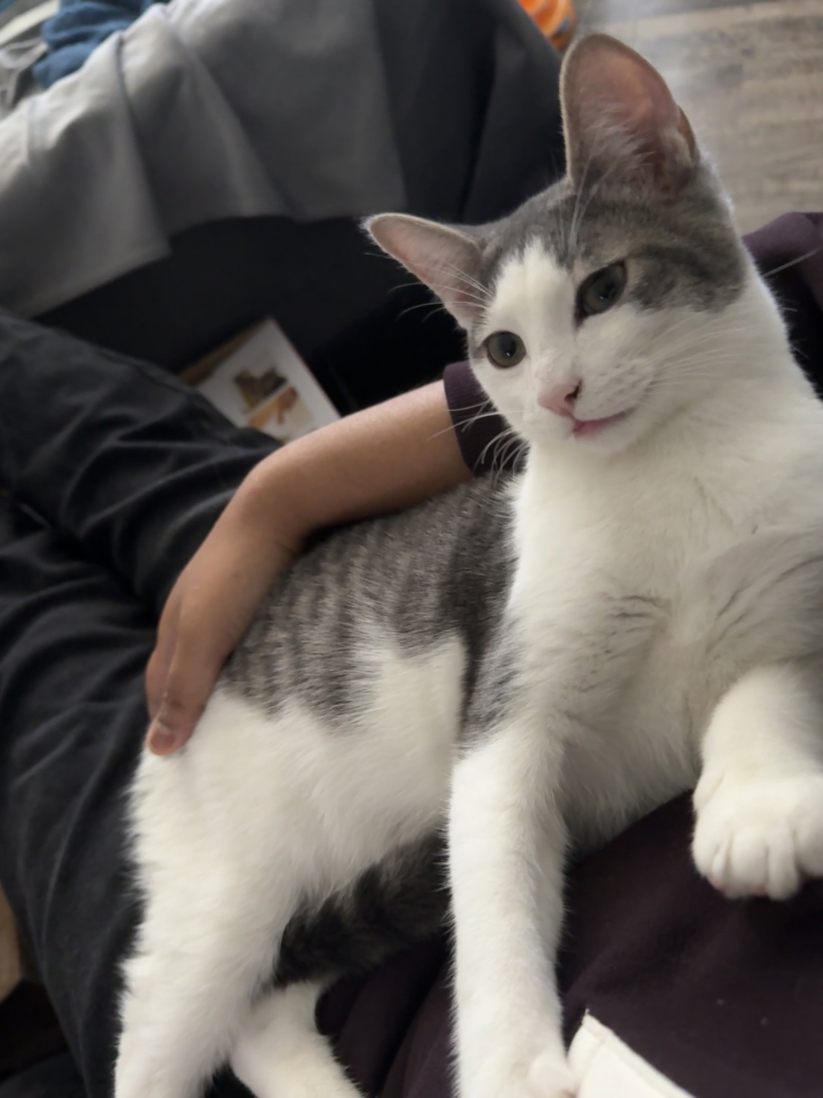 Codi (bonded w/ Denny)