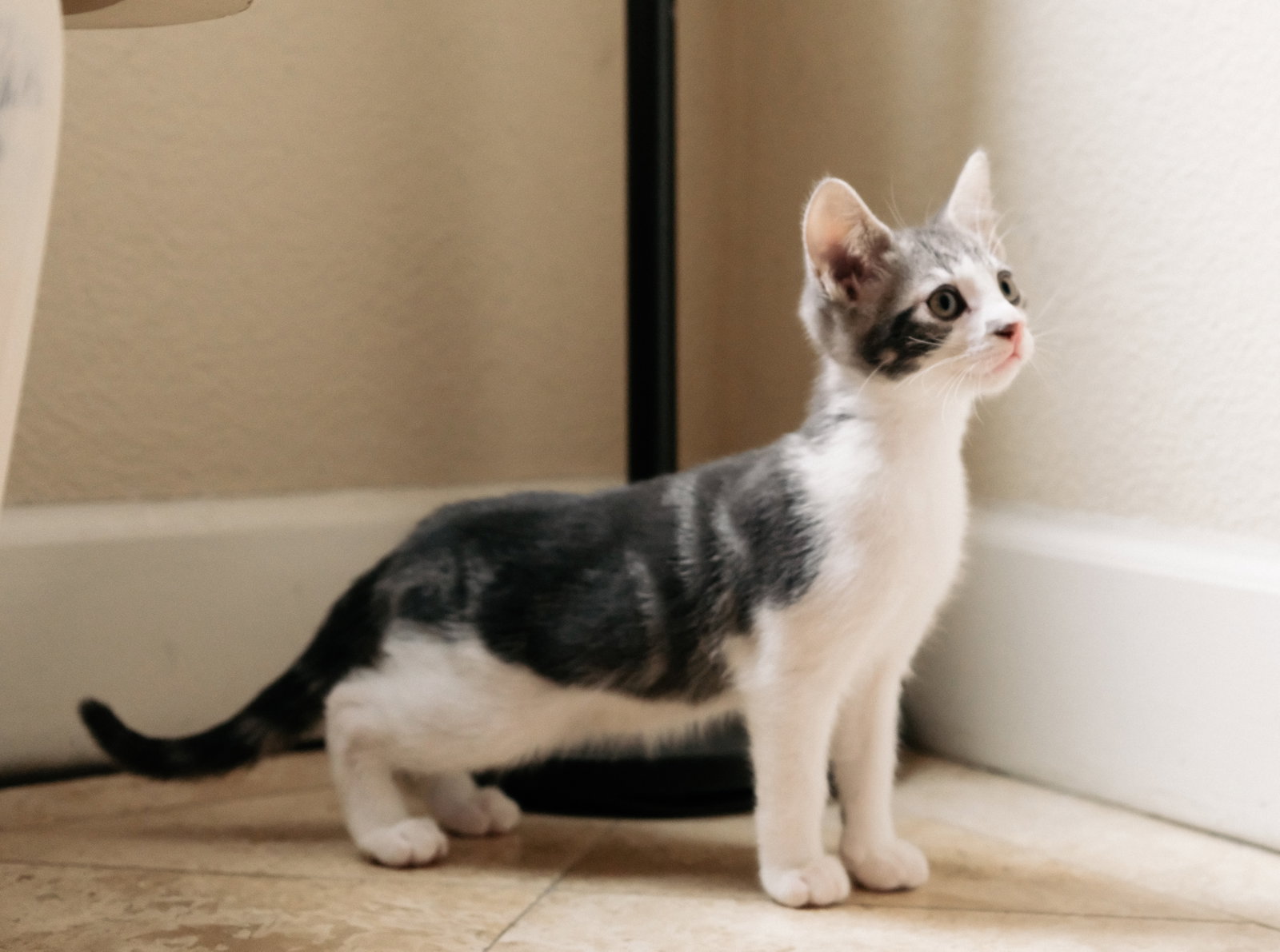 Denny (bonded w/ Codi), photo 7
