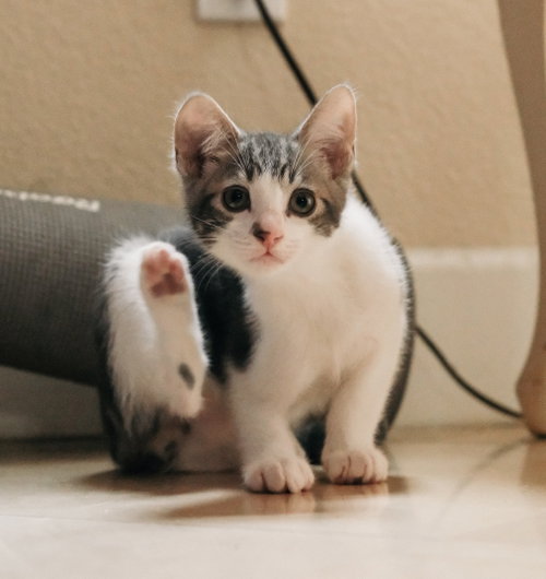 Photo 6 of Denny (bonded w/ Codi)