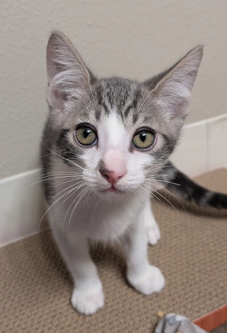 Denny (bonded w/ Codi), photo 9