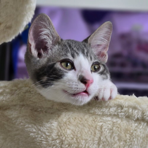 Denny (bonded w/ Codi), a cat for adoption from The Dancing Cat