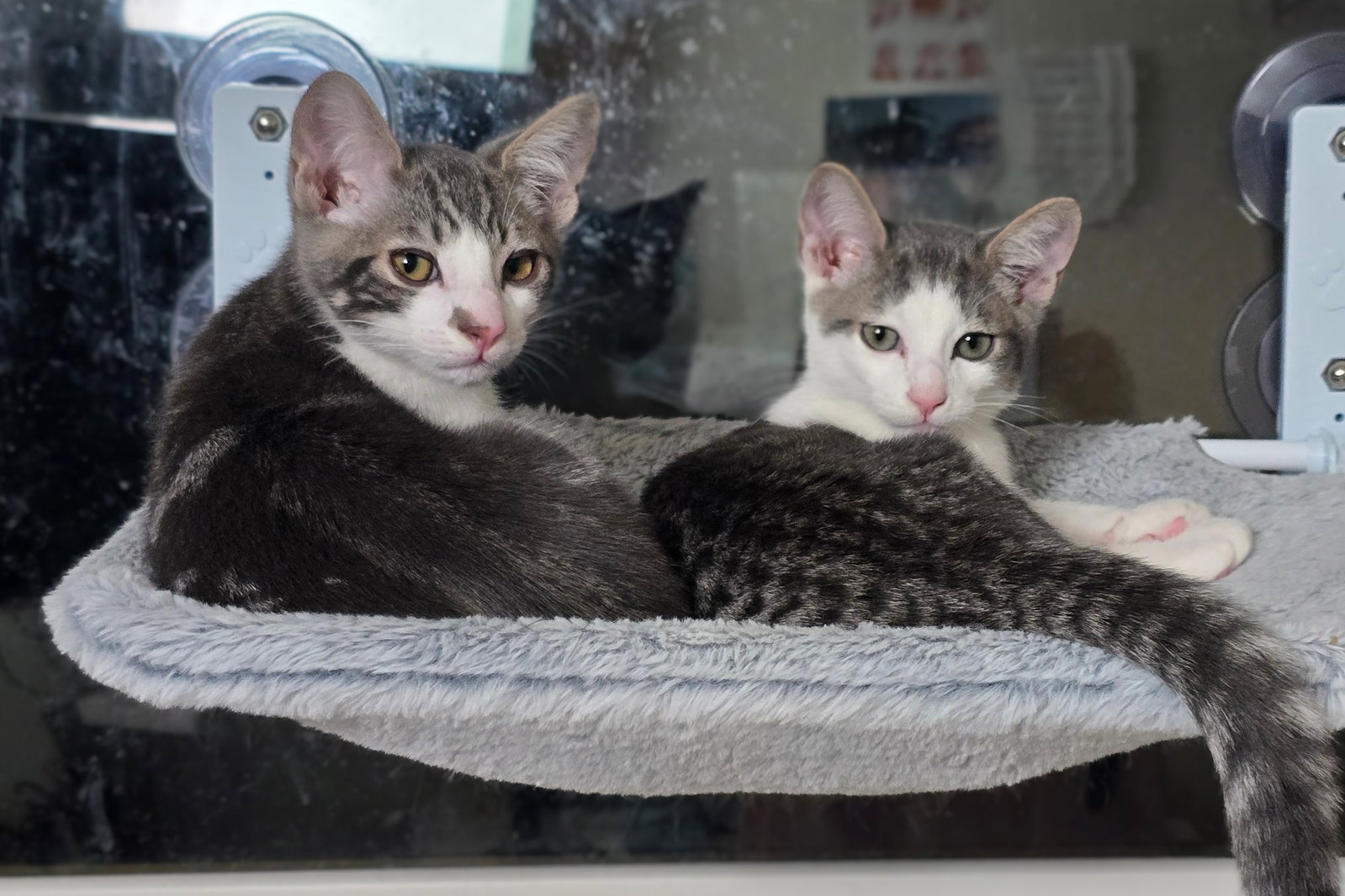Denny (bonded w/ Codi), photo 13