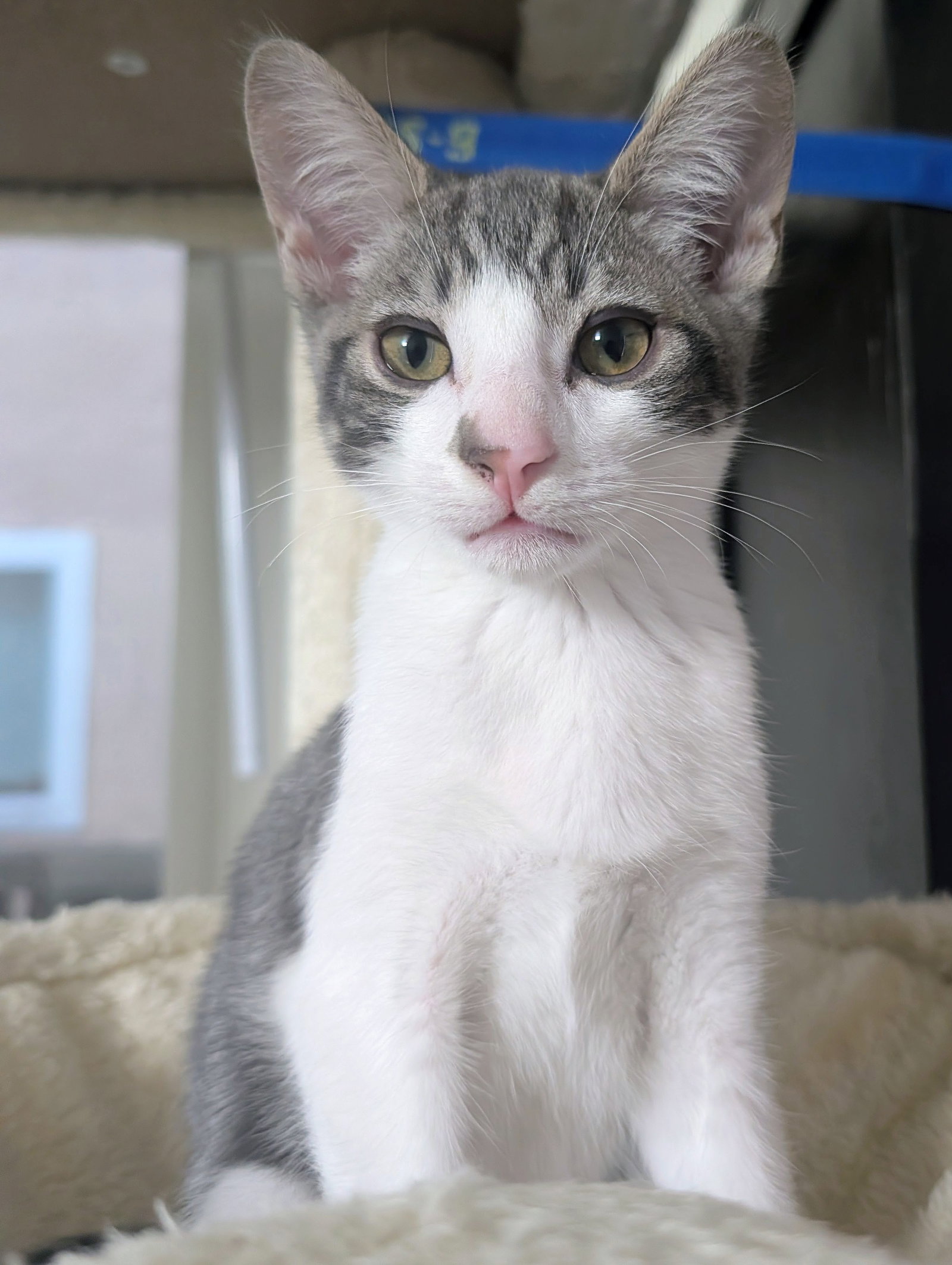 Denny (bonded w/ Codi), photo 5