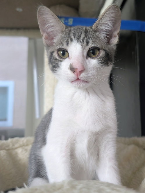 Photo 3 of Denny (bonded w/ Codi)