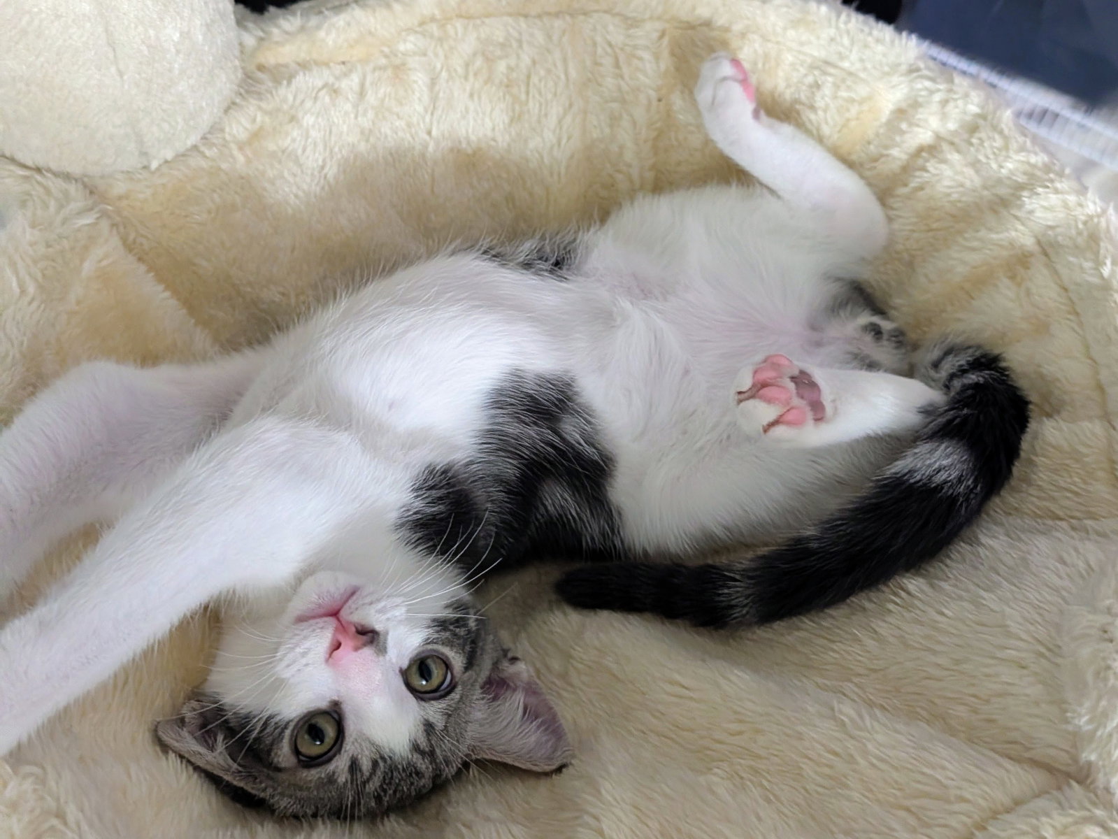 Denny (bonded w/ Codi), photo 14