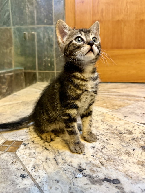Tow Truck, an adoptable Domestic Short Hair in San Jose, CA
