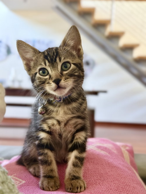Tow Truck, Baby Domestic Short Hair / Tabby / Mixed (short coat), cat for adoption in Brentwood, California