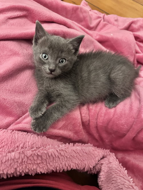 Pacifica bonded w/Capitola, Baby Domestic Short Hair / Russian Blue / Mixed (short coat), cat for adoption in Brentwood, California