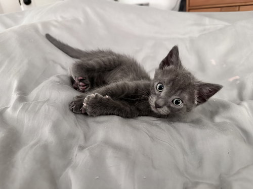 Pacifica bonded w/Capitola, Baby Domestic Short Hair / Russian Blue / Mixed (short coat), cat for adoption in Union City, California