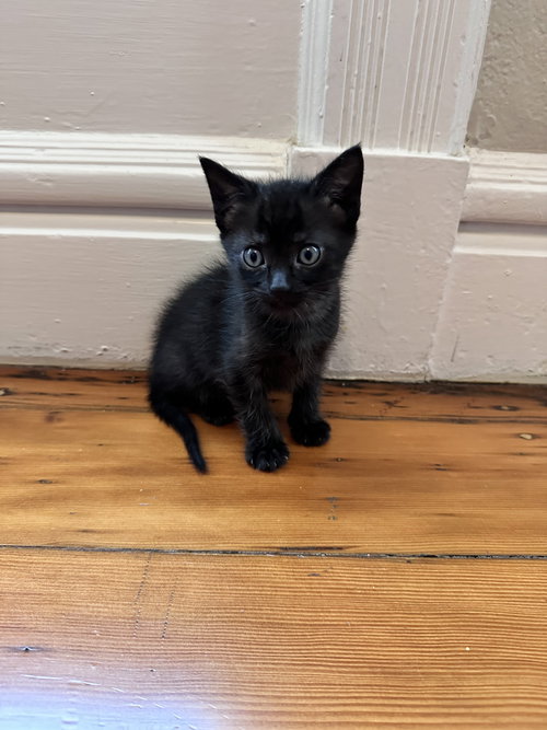 Capitola Bonded w/Pacifica, Baby Domestic Short Hair / Mixed (short coat), cat for adoption in Brentwood, California