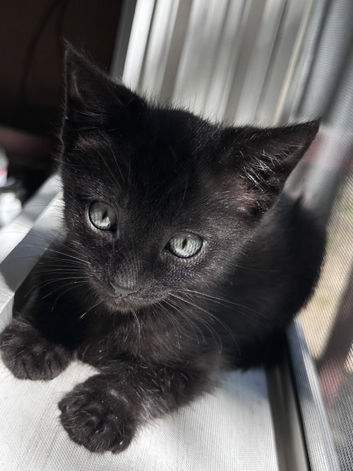 Capitola Bonded w/Pacifica, Baby Domestic Short Hair / Mixed (short coat), cat for adoption in Union City, California