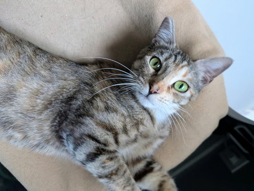 Jasper (Courtesy Post), an adoptable Domestic Short Hair in San Jose, CA