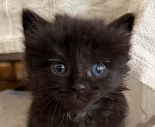 Bruce Lee, an adoptable Domestic Short Hair in San Jose, CA