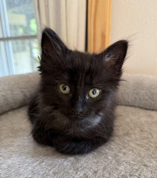 Bruce Lee, Baby Domestic Short Hair / Mixed (short coat), cat for adoption in Livermore, California