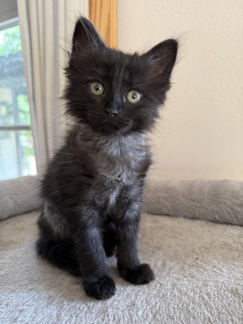 Brucella (bonded w/ Chuck Norris)