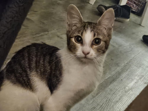 String Bean (Courtesy Post), Adult Domestic Short Hair / Mixed (short coat), cat for adoption in Brentwood, California