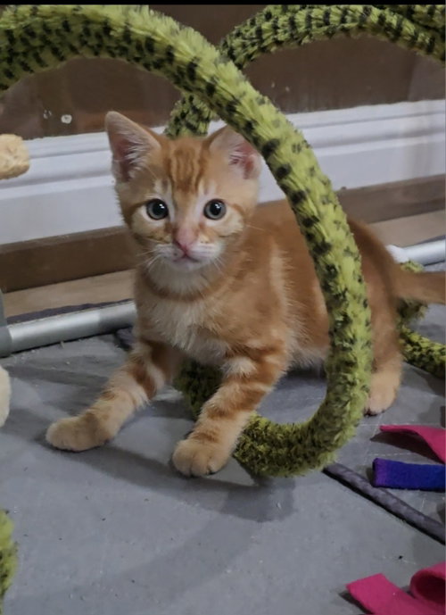 Shrimp