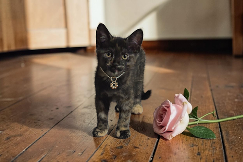 Clam, Baby Domestic Short Hair / Mixed (short coat), cat for adoption in San Bruno, California