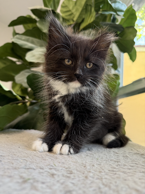 Hermione, Baby Domestic Long Hair / Tuxedo / Mixed (long coat), cat for adoption in Santa Clara, California