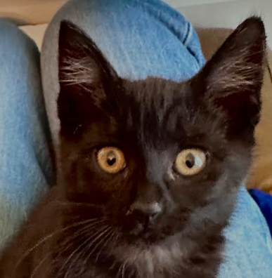 Shade, Baby Domestic Short Hair / Mixed (short coat), cat for adoption in Brentwood, California