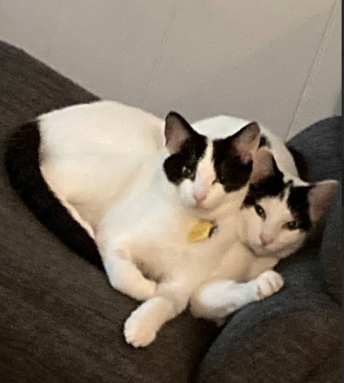 Junebug & Cicada (Courtesy Post), Adult Domestic Short Hair / Mixed (short coat), cat for adoption in Brentwood, California