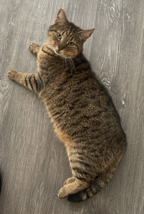 Kira & Diego (Courtesy Post), Adult Domestic Short Hair / Mixed (short coat), cat for adoption in Brentwood, California