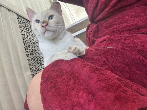 Lovey (Courtesy Post), Adult Domestic Short Hair / Siamese / Mixed (short coat), cat for adoption in Brentwood, California