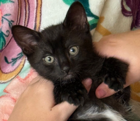Salmonberry, Baby Domestic Short Hair / Mixed (short coat), cat for adoption in Cupertino, California