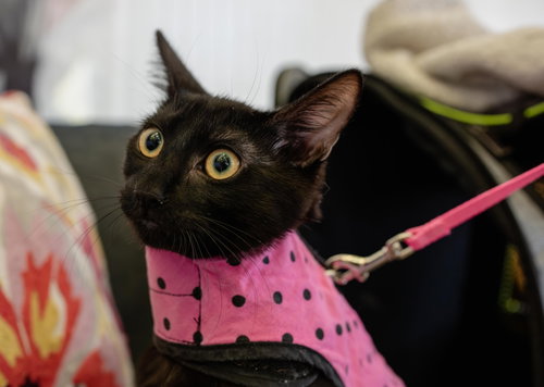 Salmonberry, a cat for adoption from The Dancing Cat